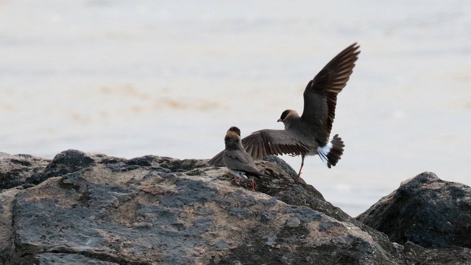 2-Day Birding Tour in Ghana: Explore the Rich Avian Diversity